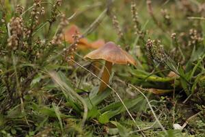 vermiglio waxcap poco fungo velenoso nel il erba foto