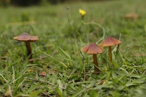 vermiglio waxcap poco fungo velenoso nel il erba foto