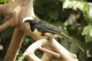 collo nero aracari tropicale uccello foto