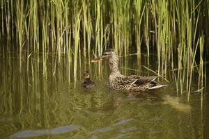 mallardo con bambino anatre nuoto nel un' canale foto