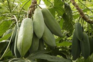 papaia un' delizioso tropicale frutta foto