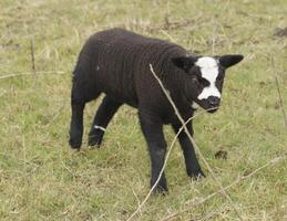 nero agnello nel il campo foto