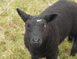 nero agnello nel il campo foto