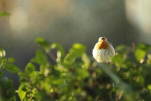 pettirosso un' amato inverno uccello foto