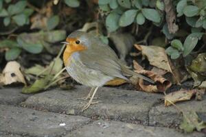 pettirosso un' amato inverno uccello foto