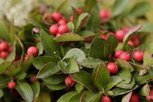 rosso frutti di bosco di il americano invernoverde foto