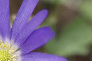 anemone blanda un' blu primavera fiore foto