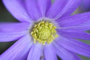 anemone blanda un' blu primavera fiore foto