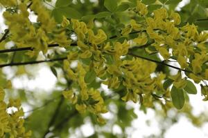 d'oro pioggia albero con giallo fiori foto