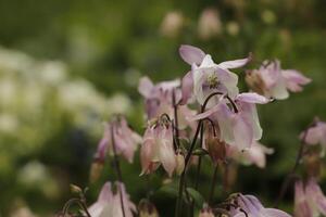 rosa e bianca Colombina fiori fioritura nel Maggio. voi può trova loro nel molti colori foto