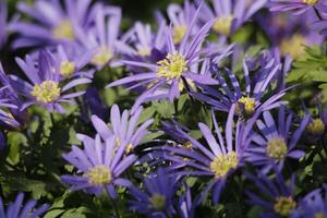 anemone blanda un' blu primavera fiore foto