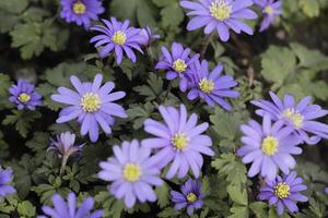 anemone blanda un' blu primavera fiore foto