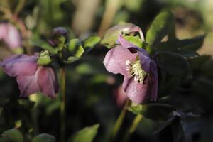 buio rosso Natale rosa foto