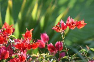 rosso arancia fiori, bouganville dà fiori tutti attraverso il anno foto