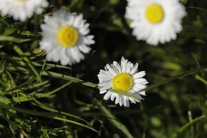 vicino su di margherita fiori foto