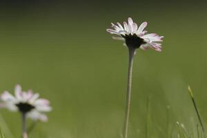 vicino su di margherita fiori foto