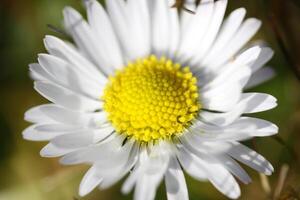 vicino su di margherita fiori foto