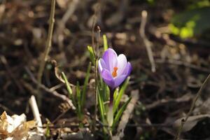 botanico viola crochi foto