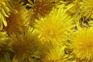 giallo dente di leone fiore un' erba ma anche erbaceo medicina foto