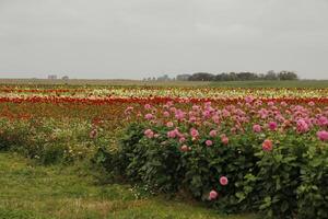 un' campo con crisantemi colorato autunno fiori foto