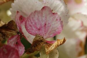 rosa ortensia con bellissimo fiori foto