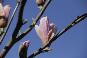 rosa magnolia fiore foto