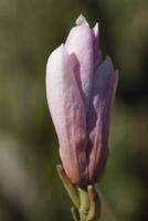 rosa magnolia fiore foto