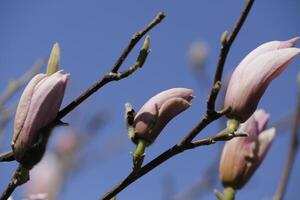 rosa magnolia fiore foto