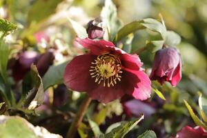 buio rosso Natale rosa foto