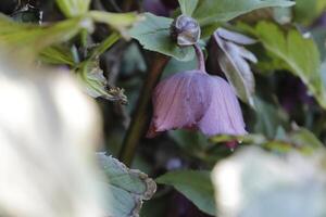 buio rosso Natale rosa foto