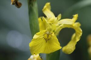 giallo iris vicino su foto