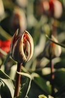 un' rosso tulipano inizia per fioritura nel un' tulipano campo foto