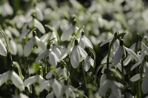 vicino su di bianca neve gocce. il primo fiori per fioritura nel gennaio foto