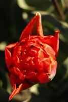 rosso tulipani siamo primavera fiori foto