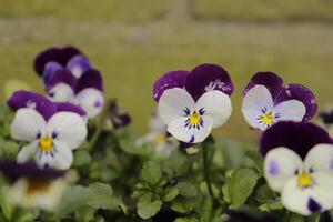 vicino su di colorato viola del pensiero fiori foto