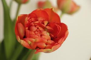 rosso tulipani siamo primavera fiori foto