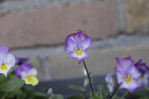 vicino su di colorato viola del pensiero fiori foto