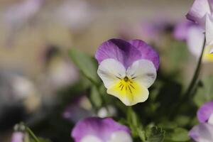 vicino su di colorato viola del pensiero fiori foto