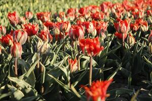 colorato tulipano i campi nel il primavera foto