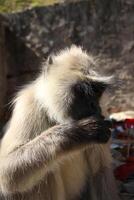 mangiare scimmia. hanuman langur è un' poco scimmia con un' nero viso, vivente nel India foto