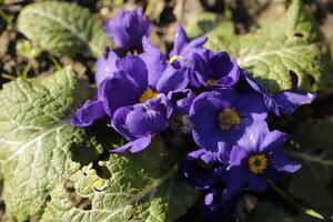 blu primula con un' giallo cuore foto