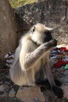 mangiare scimmia. hanuman langur è un' poco scimmia con un' nero viso, vivente nel India foto