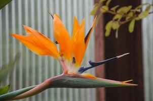 il tropicale strelitzia fiore fioriture meravigliosamente foto