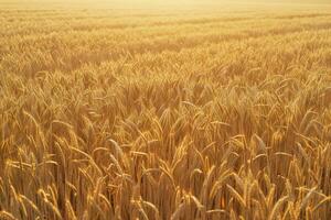 campo di grano giallo foto