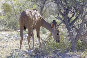 immagine di un' kudu nel etosha nazionale parco nel namibia foto