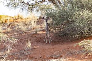 immagine di un' kudu nel etosha nazionale parco nel namibia foto