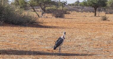 immagine di un marabù uccello in piedi nel il namibiano savana foto