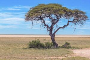 immagine di un acacia albero su un' verde prato contro un' blu cielo nel etosha nazionale parco nel namibia durante il giorno foto