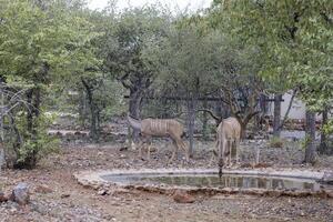 immagine di un' gruppo di kudu nel etosha nazionale parco nel namibia foto