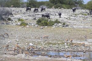 immagine di diverso animali potabile a un pozza d'acqua nel etosha nazionale parco nel namibia foto